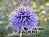 ECHINOPS bannaticus  