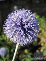 ECHINOPS bannaticus 'Veitch's Blue' 