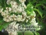 EHRETIA anacua EHRETIA anacua