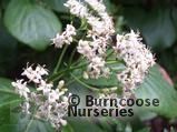EHRETIA dicksonii  