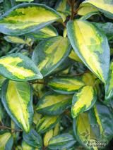 ELAEAGNUS x ebbingei 'Limelight' 