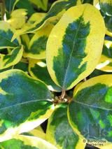ELAEAGNUS x ebbingei 'Gilt Edge' 