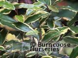 ELAEAGNUS pungens 'Variegata' 