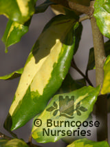 ELAEAGNUS x ebbingei 'Coastal Gold' ELAEAGNUS x ebbingei 'Coastal Gold'