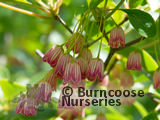 ENKIANTHUS chinensis  