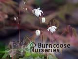 EPIMEDIUM x youngianum 'Niveum' 