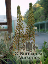 EREMURUS Shelford Hybrids  