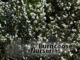 HEATHERS Erica arborea  