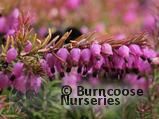 HEATHERS Erica carnea 'Eva' 