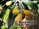 ERIOBOTRYA japonica ERIOBOTRYA japonica