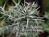 ERYNGIUM variifolium  