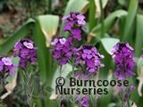 ERYSIMUM   