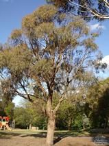 EUCALYPTUS   