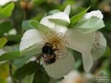 EUCRYPHIA x intermedia 'Rostrevor' EUCRYPHIA x intermedia 'Rostrevor'