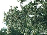 EUCRYPHIA x nymansensis 'Nymansay' EUCRYPHIA x nymansensis 'Nymansay'
