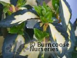 EUONYMUS fortunei 'Blondy' EUONYMUS fortunei 'Blondy'