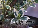 EUONYMUS fortunei 'Emerald Gaiety' EUONYMUS fortunei 'Emerald Gaiety'