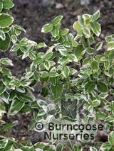 EUONYMUS fortunei 'Harlequin' EUONYMUS fortunei 'Harlequin'