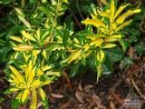 EUONYMUS japonicus 'Aureus' EUONYMUS japonicus 'Aureus'