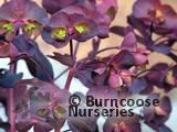 EUPHORBIA amygdaloides purpurea 