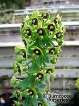 EUPHORBIA characias 'Black Pearl' 