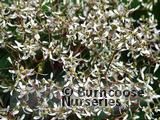 EUPHORBIA 'Diamond Frost' EUPHORBIA 'Diamond Frost'
