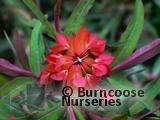 EUPHORBIA griffithii 'Fireglow' EUPHORBIA griffithii 'Fireglow'