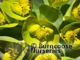 EUPHORBIA myrsinites EUPHORBIA myrsinites