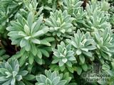 EUPHORBIA 'Portugese Velvet'  