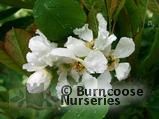 EXOCHORDA serratifolia EXOCHORDA serratifolia