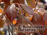 FAGUS sylvatica 'Dawyck Purple' FAGUS sylvatica 'Dawyck Purple'