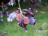 FAGUS sylvatica 'Purpurea' FAGUS sylvatica 'Purpurea'