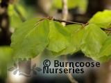 FAGUS sylvatica 'Zlatia' FAGUS sylvatica 'Zlatia'