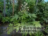 FATSIA FATSIA