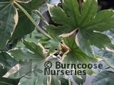 FATSIA japonica 'Variegata' FATSIA japonica 'Variegata'