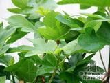 FICUS carica 'Brown Turkey' FICUS carica 'Brown Turkey'