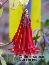 FUCHSIA boliviana FUCHSIA boliviana