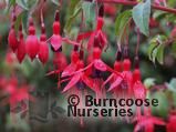 FUCHSIA 'Riccartonii' FUCHSIA 'Riccartonii'