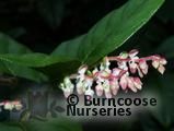GAULTHERIA shallon GAULTHERIA shallon