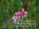 GAURA   