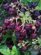 GAULTHERIA x wisleyensis 'Wisley Pearl' 