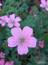 GERANIUM x oxonianum 'A.T. Johnson' 