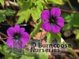 GERANIUM 'Ann Folkard'  