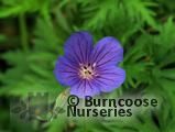 GERANIUM 'Brookside'  