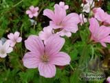 GERANIUM x oxonianum 'Wargrave Pink' GERANIUM x oxonianum 'Wargrave Pink'