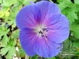 GERANIUM himalayense  
