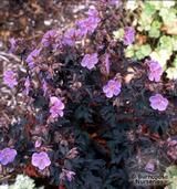 GERANIUM pratense 'Midnight Reiter' GERANIUM pratense 'Midnight Reiter'