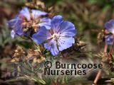 GERANIUM 'New Dimension'  