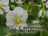 GERANIUM phaeum 'Album' 