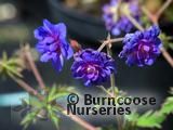 GERANIUM pratense 'Plenum Caeruleum' GERANIUM pratense 'Plenum Caeruleum'